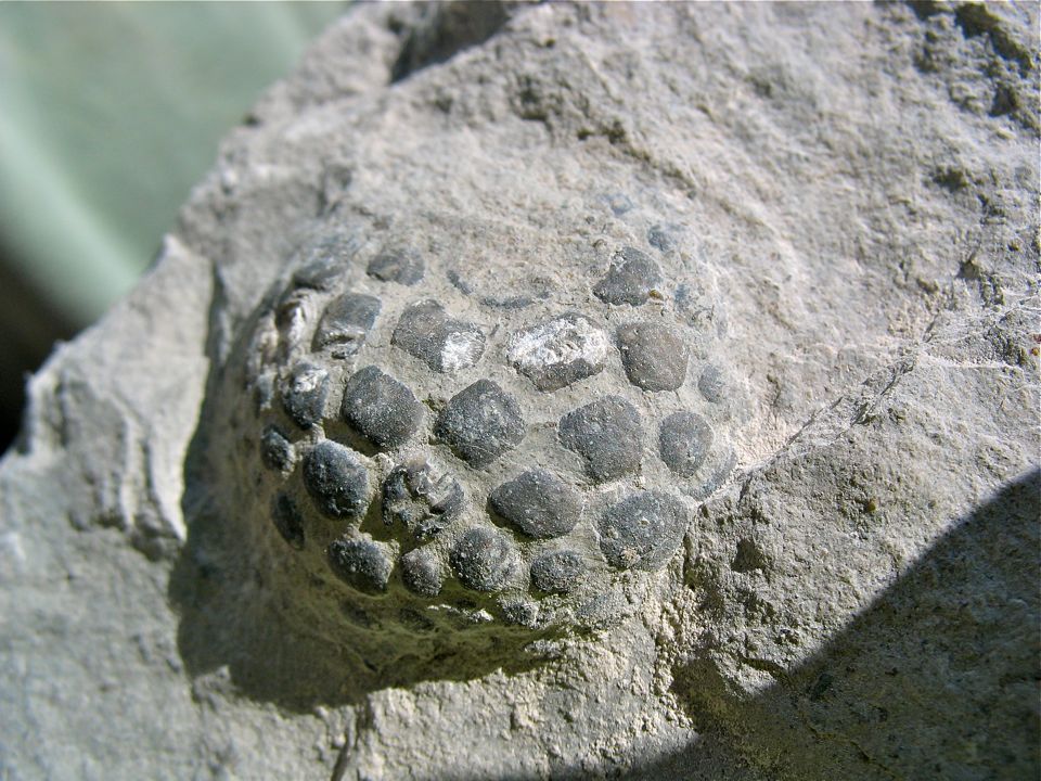 Megistocrinus calyx from the Lower Rapid Mb