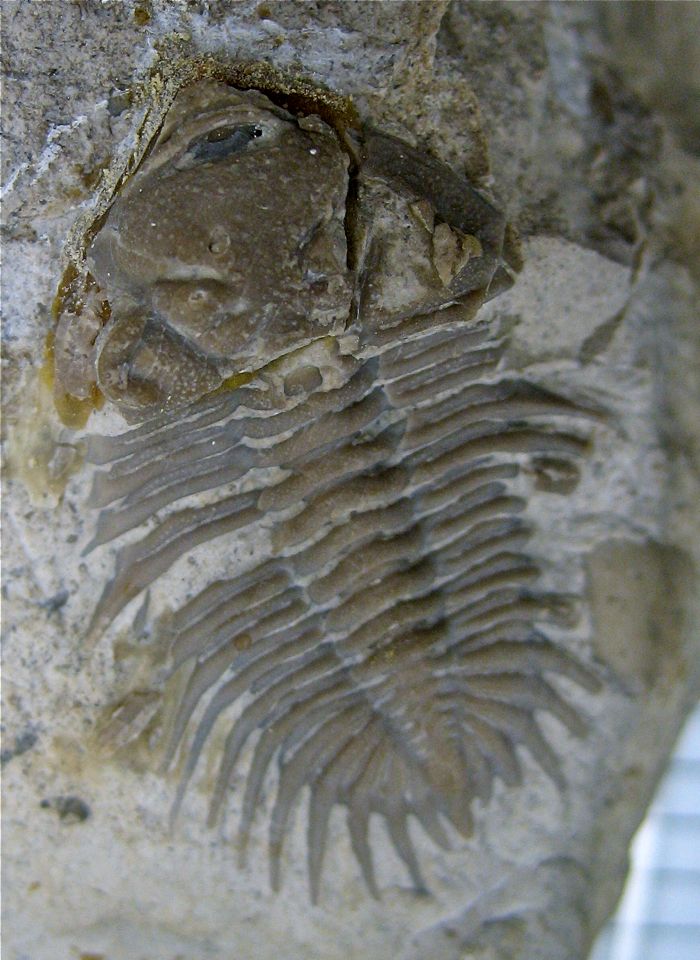 Solon_Asteropygid