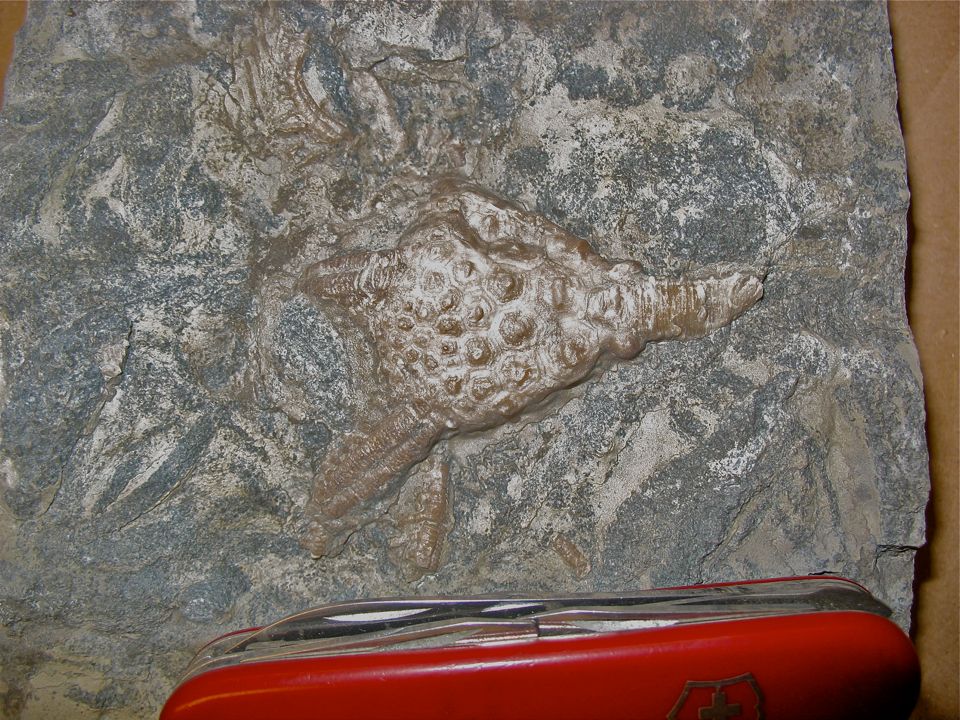 Gils_Crinoid1