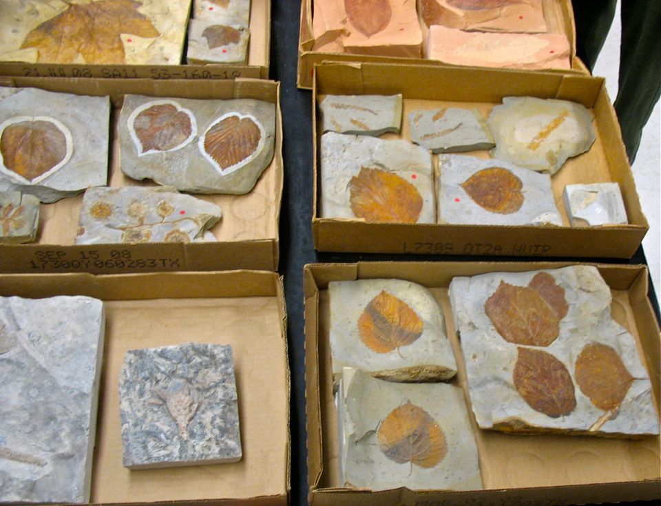 Paleocene_leaves5