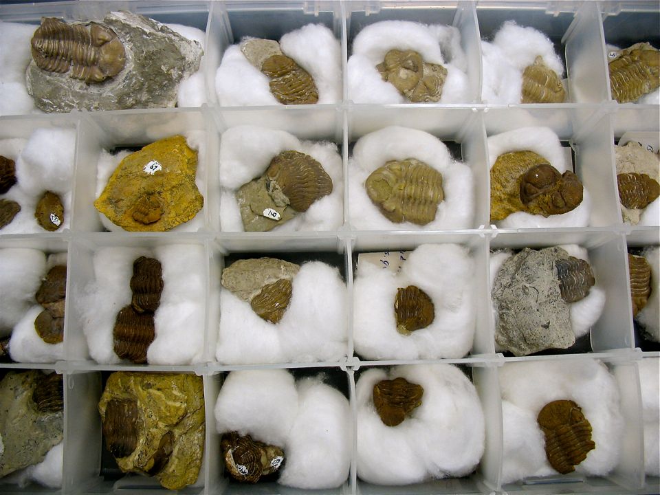 Bills_trilobites3