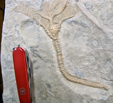 Sievers_Crinoid1