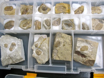 Bills_trilobites4