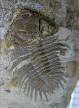 Solon_Asteropygid