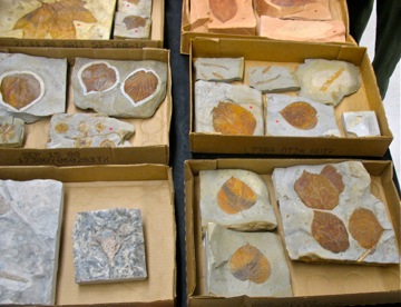 Paleocene_leaves5