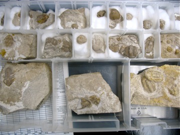 Bills_trilobites1
