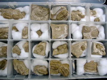 Bills_trilobites2