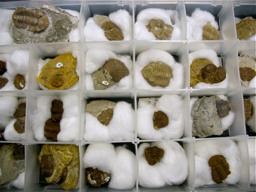 Bills_trilobites3